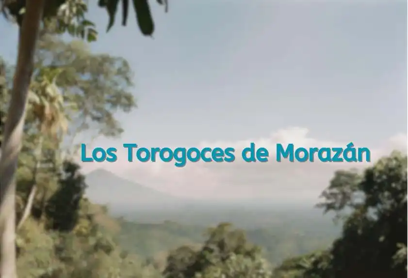 Los Torogoces de Morazán: Echoes of Salvadoran Folklore and Musical Mastery